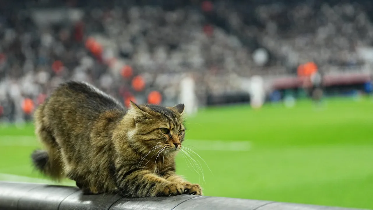 Beşiktaş'ın Rakibi Zalgiris'ten Kedili İstanbul Paylaşımı